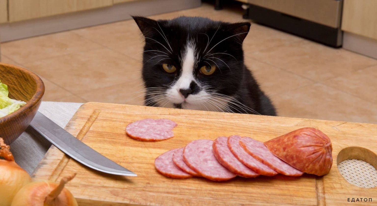 Look at this cat. Знает кошка чье мясо съела. Чует кошка чье мясо. Знает кошка чье мясо съела смысл. Знает кошка.