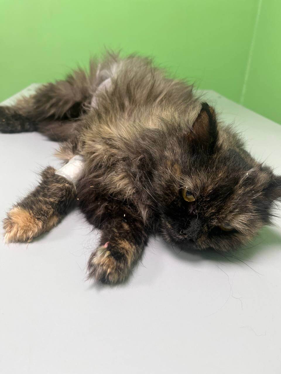 Фотография